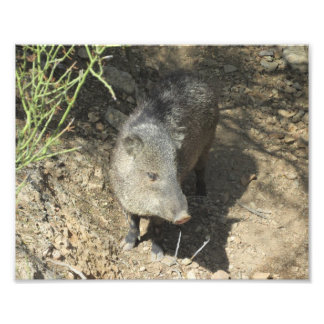 Javelina Photo Print