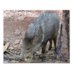 Javelina Photo Print