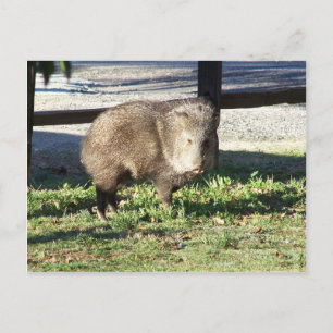 Javelina Postcard