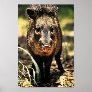 Javelina Poster