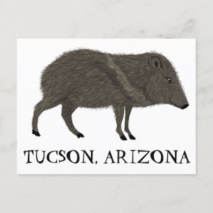 Javelina TUCSON  Desert Wild Animal Peccary Nature Postcard