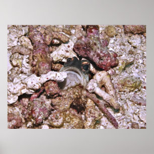 Jawfish Peeking Poster