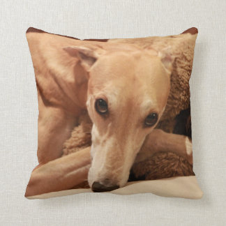 Jax on his pillow. cushion