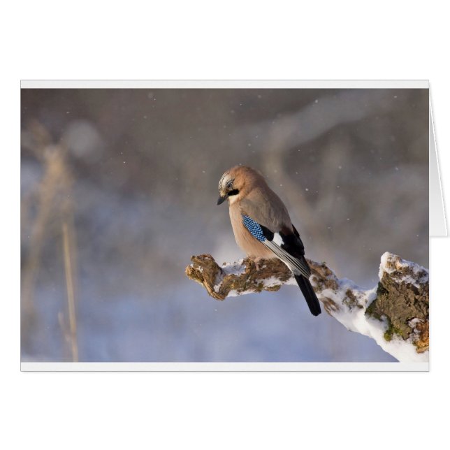 Jay Bird in Winter (Front Horizontal)