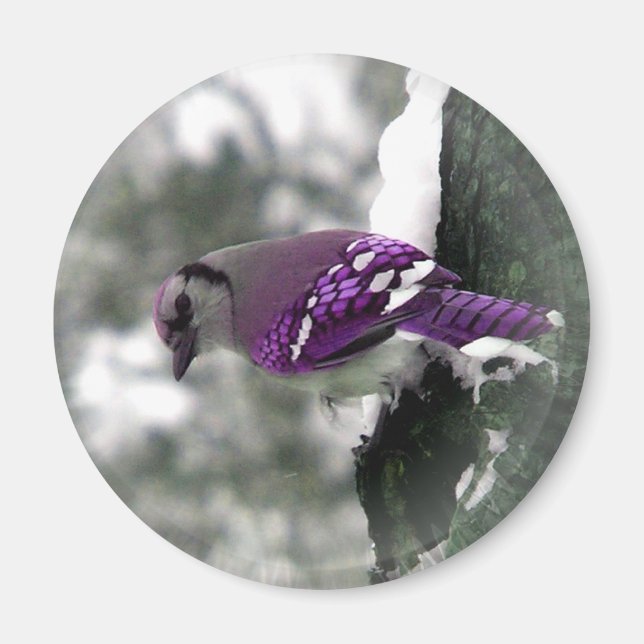 Jay Bird Magnet (Front)