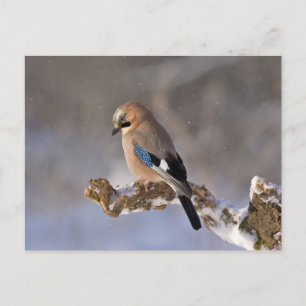Jay bird sitting on a branch postcard