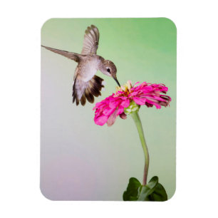 Jeff Davis County, Texas Magnet