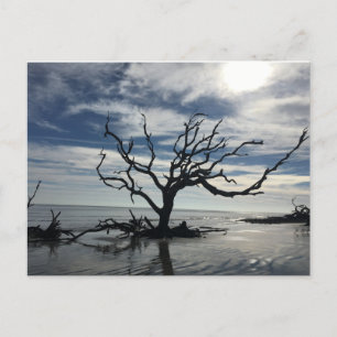 Jekyll Island Georgia Postcard