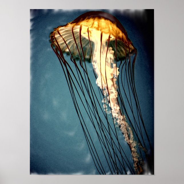 jellly_fly_2643_Paint_crtd Poster (Front)