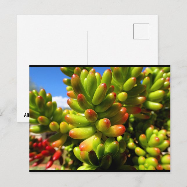 Jelly Bean Succulent Plant Postcard (Front/Back)