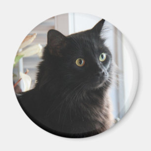 Jelly Bean, the black liquorice cat, magnet