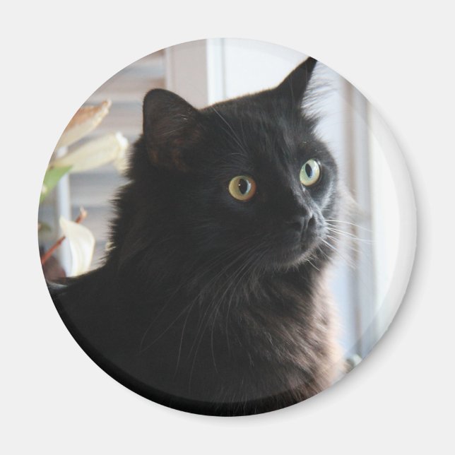 Jelly Bean, the black liquorice cat, magnet (Front)