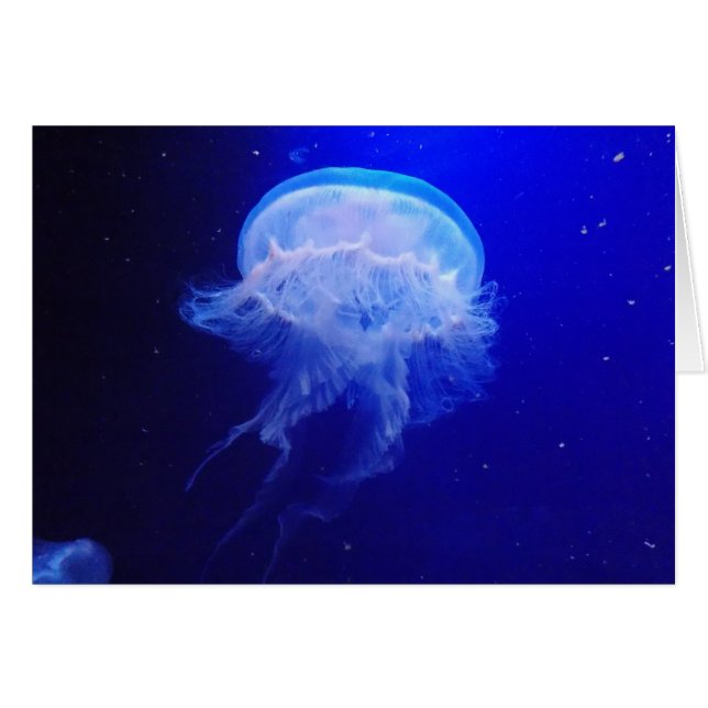 Jelly Bely (Front Horizontal)