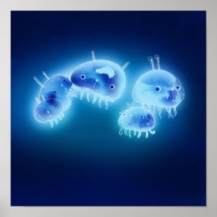 Jelly fish 2013 poster