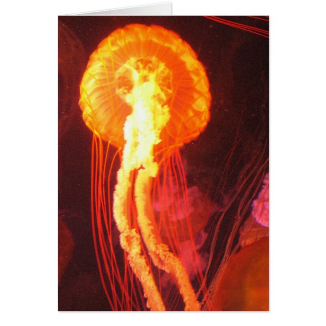 Jelly Fish 4 (Front)