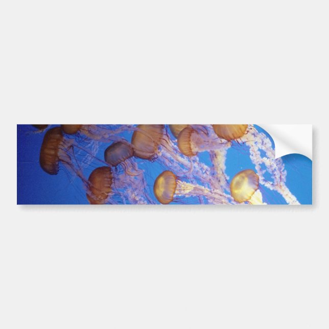 Jelly fish Bumper Sticker (Front)