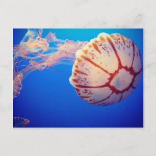 Jelly Fish Post Card
