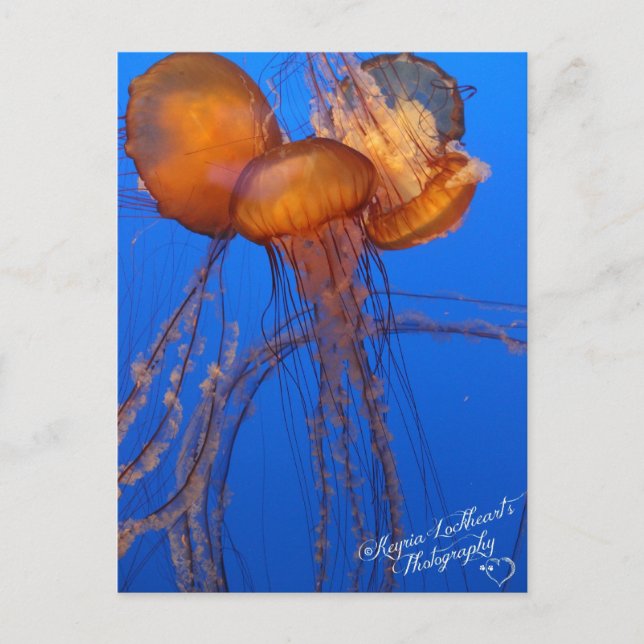 Jelly Fish Postcard (Front)