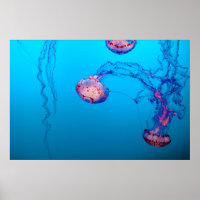JELLY FISHES UNDERWATER