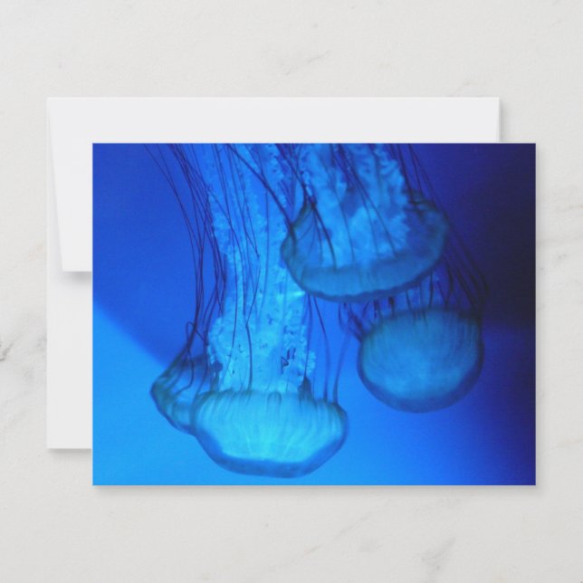 jellyfish (Front)