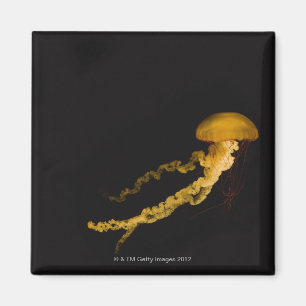 Jellyfish 2 magnet