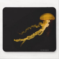 Jellyfish 2
