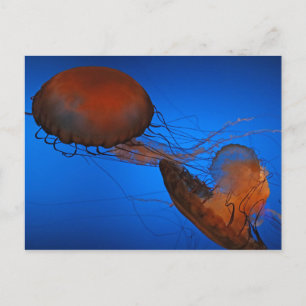 Jellyfish #2 postcard