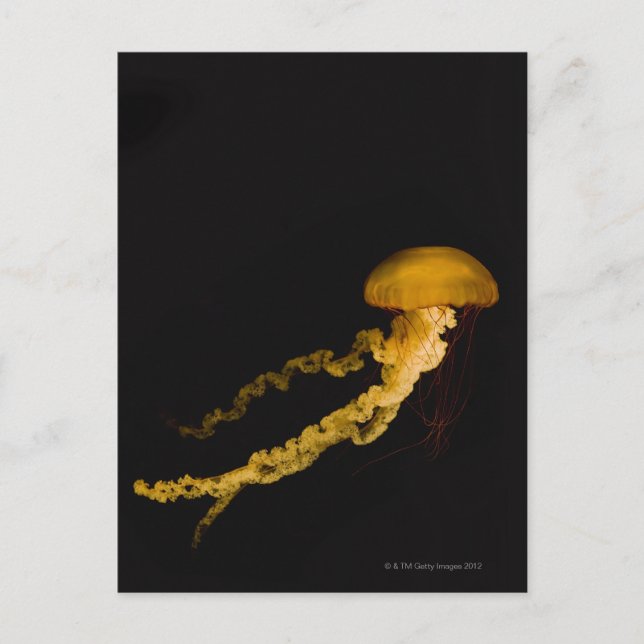 Jellyfish 2 postcard (Front)