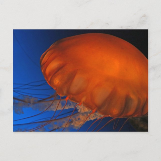 Jellyfish #3 postcard (Front)