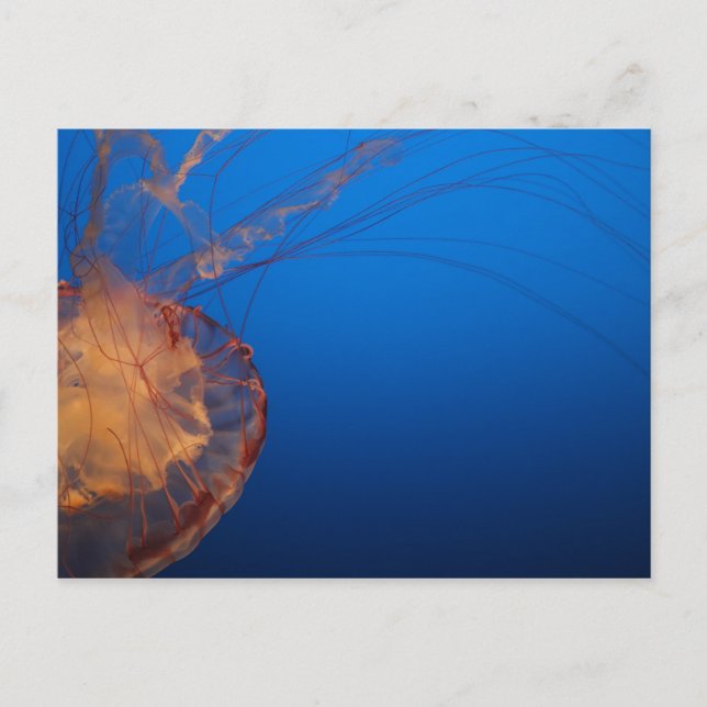 Jellyfish #5 postcard (Front)