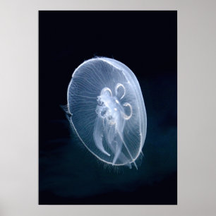 Jellyfish Bright Translucent Blue Portrait Poster