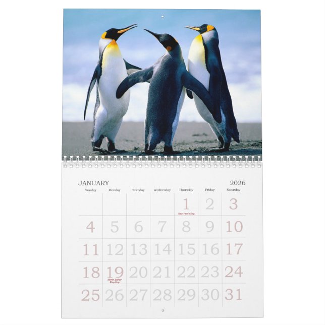 Jellyfish Calendar (Jan 2026)