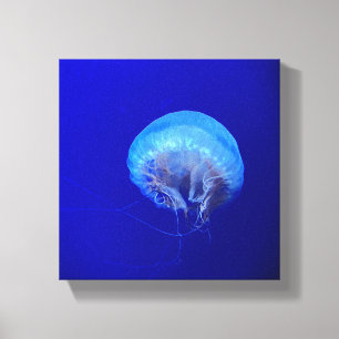 Jellyfish Canvas Print