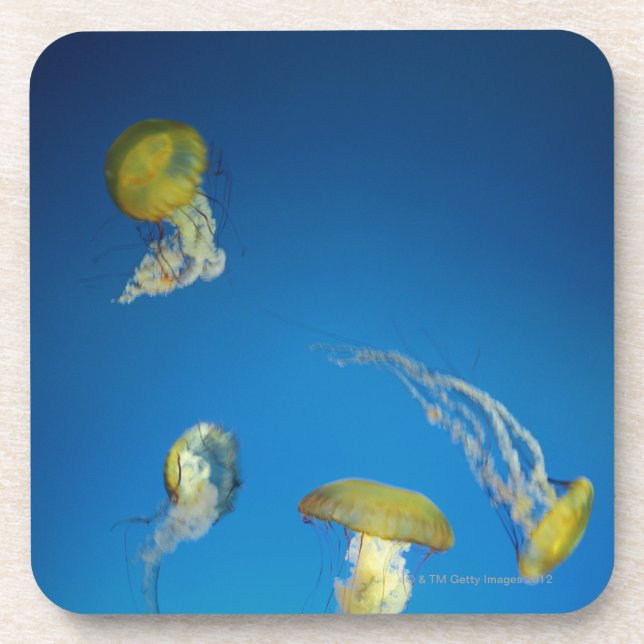 Jellyfish Coaster (Front)