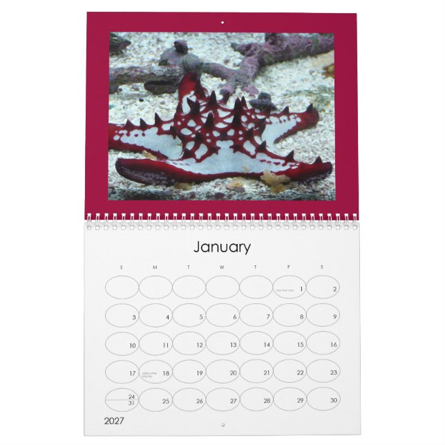 jellyfish cover calendar (Jan 2027)