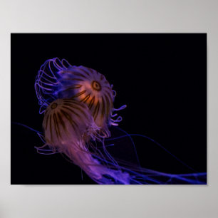 Jellyfish Dance Partners Poster