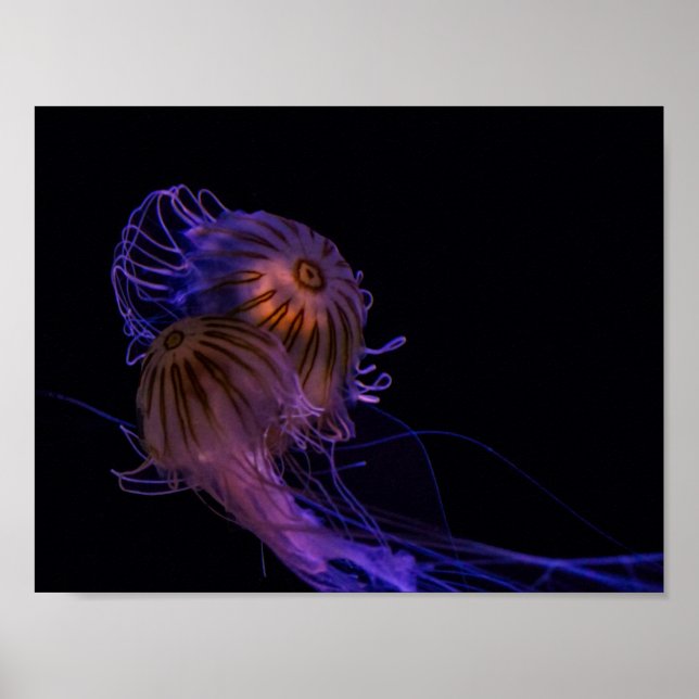 Jellyfish Dance Partners Poster (Front)