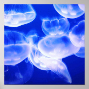 Jellyfish Deep Blue Poster