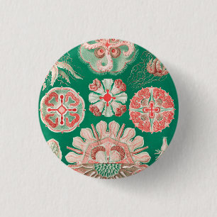 Jellyfish, Discomedusae by Ernst Haeckel 3 Cm Round Badge