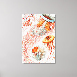 Jellyfish, Discomedusae by Ernst Haeckel Canvas Print