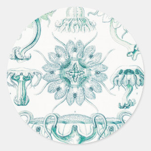 Jellyfish, Discomedusae by Ernst Haeckel Classic Round Sticker