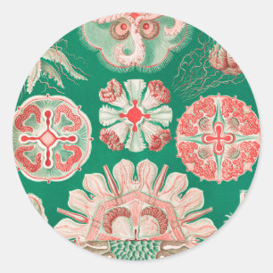 Jellyfish, Discomedusae by Ernst Haeckel Classic Round Sticker