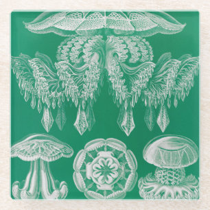 Jellyfish, Discomedusae by Ernst Haeckel Glass Coaster