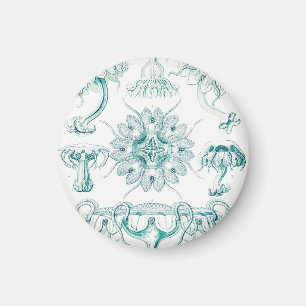 Jellyfish, Discomedusae by Ernst Haeckel Magnet