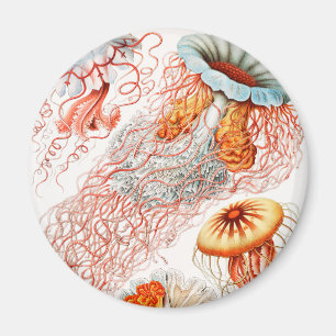 Jellyfish, Discomedusae by Ernst Haeckel Magnet