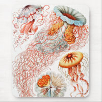 Jellyfish, Discomedusae by Ernst Haeckel