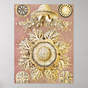 Jellyfish, Discomedusae by Ernst Haeckel Poster