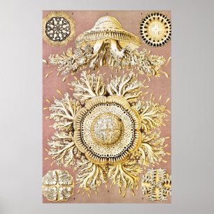 Jellyfish, Discomedusae by Ernst Haeckel Poster