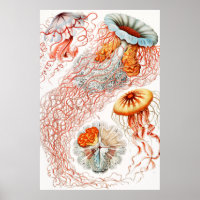 Jellyfish, Discomedusae by Ernst Haeckel