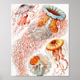 Jellyfish, Discomedusae by Ernst Haeckel Poster